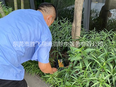大朗园林灭治白蚁工程